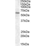 Western Blot - Anti-TFE3 Antibody (A83833) - Antibodies.com