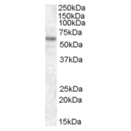 Western Blot - Anti-TFE3 Antibody (A83833) - Antibodies.com
