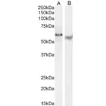 Western Blot - Anti-TFEB Antibody (A83834) - Antibodies.com