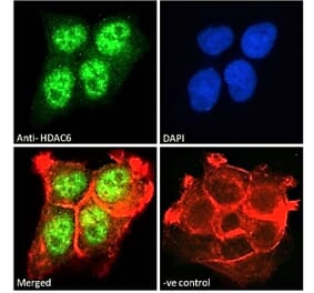 Immunofluorescence - Anti-HDAC6 Antibody (A83838) - Antibodies.com