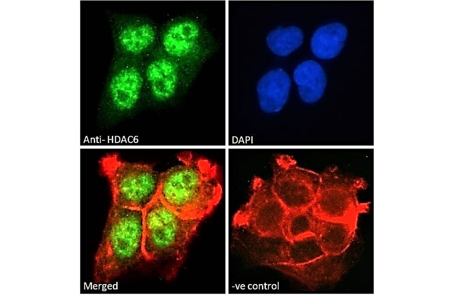 Immunofluorescence - Anti-HDAC6 Antibody (A83838) - Antibodies.com