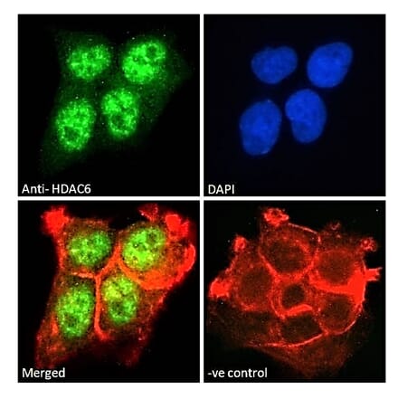 Immunofluorescence - Anti-HDAC6 Antibody (A83838) - Antibodies.com