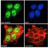 Immunofluorescence - Anti-HDAC6 Antibody (A83838) - Antibodies.com