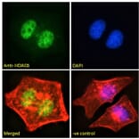 Immunofluorescence - Anti-HDAC6 Antibody (A83838) - Antibodies.com
