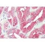 Immunohistochemistry - Anti-HDAC6 Antibody (A83838) - Antibodies.com