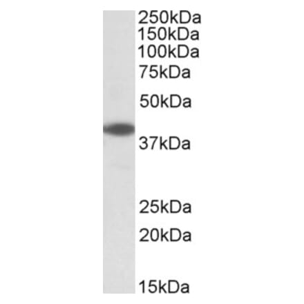 Western Blot - Anti-LIS1 Antibody (A83840) - Antibodies.com