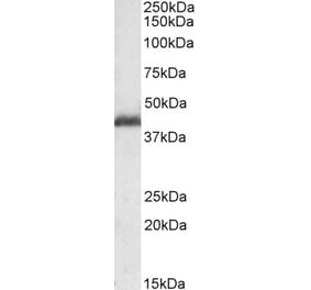 Western Blot - Anti-PAFAH1B1 Antibody (A83840) - Antibodies.com