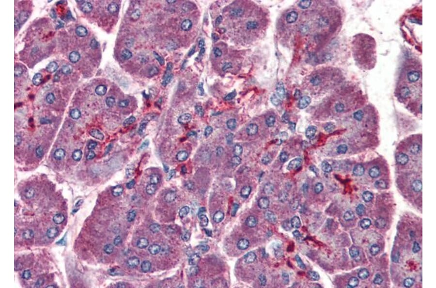 Immunohistochemistry - Anti-LIS1 Antibody (A83840) - Antibodies.com