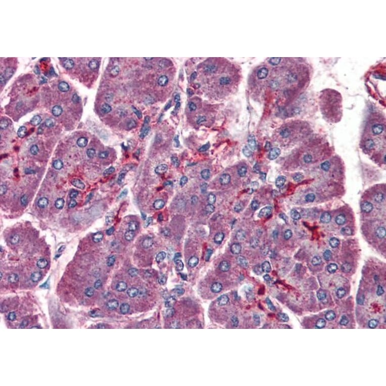 Immunohistochemistry - Anti-LIS1 Antibody (A83840) - Antibodies.com