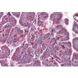 Immunohistochemistry - Anti-LIS1 Antibody (A83840) - Antibodies.com