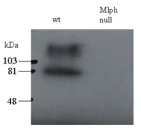 Western Blot - Anti-Melanophilin Antibody (A83841) - Antibodies.com