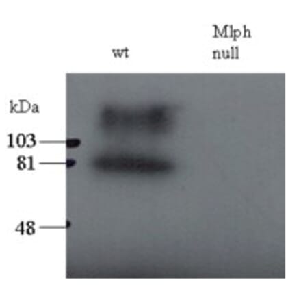 Western Blot - Anti-Melanophilin Antibody (A83841) - Antibodies.com