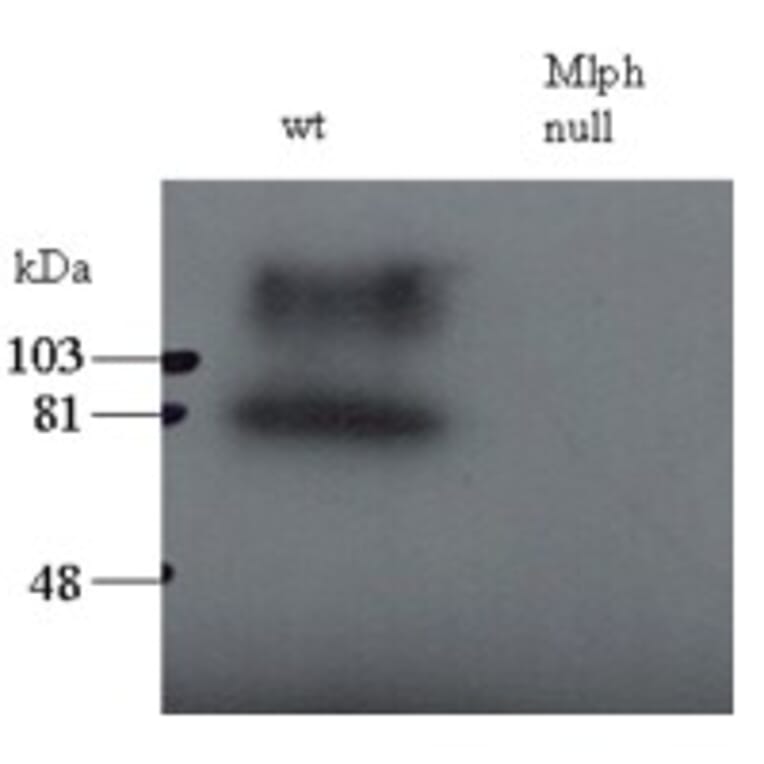 Western Blot - Anti-Melanophilin Antibody (A83841) - Antibodies.com