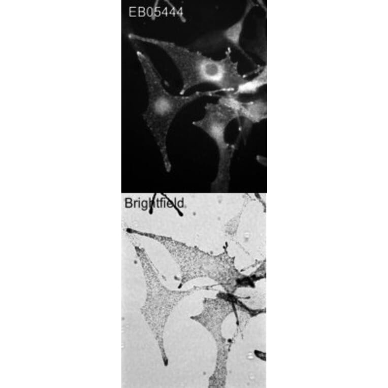 Immunofluorescence - Anti-Melanophilin Antibody (A83841) - Antibodies.com