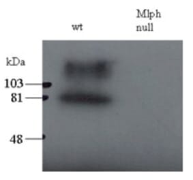 Western Blot - Anti-MLPH Antibody (A83841)