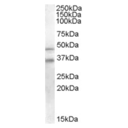 Western Blot - Anti-GULP Antibody (A83842) - Antibodies.com