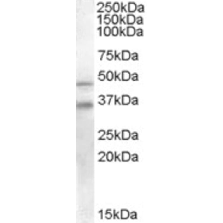 Western Blot - Anti-GULP Antibody (A83842) - Antibodies.com