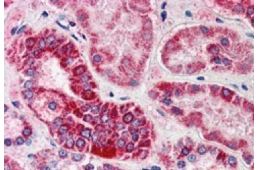 Immunohistochemistry - Anti-GULP Antibody (A83842) - Antibodies.com