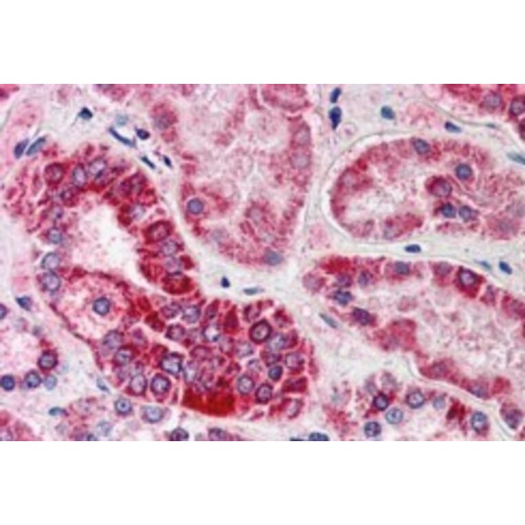 Immunohistochemistry - Anti-GULP Antibody (A83842) - Antibodies.com