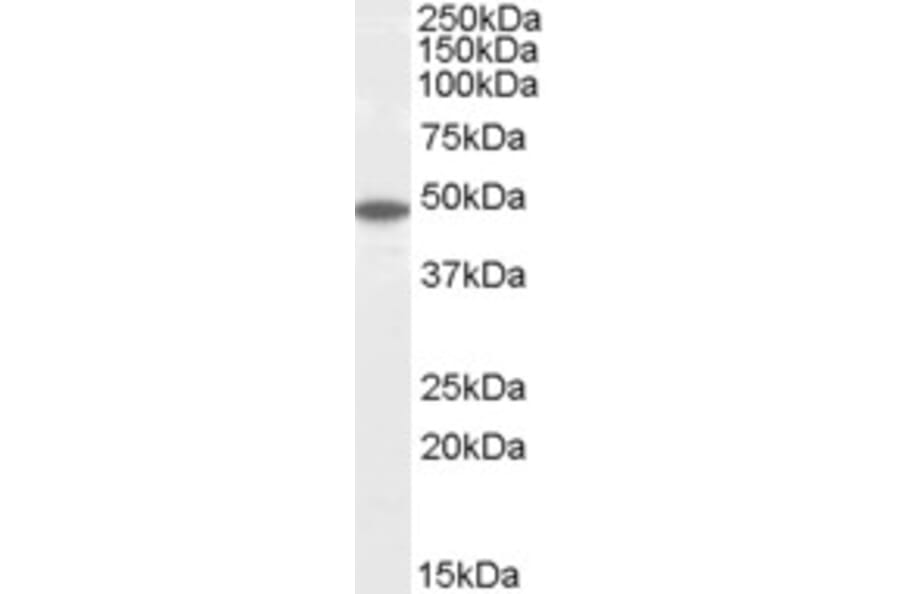 Western Blot - Anti-Flotillin 2/ESA Antibody (A83843) - Antibodies.com