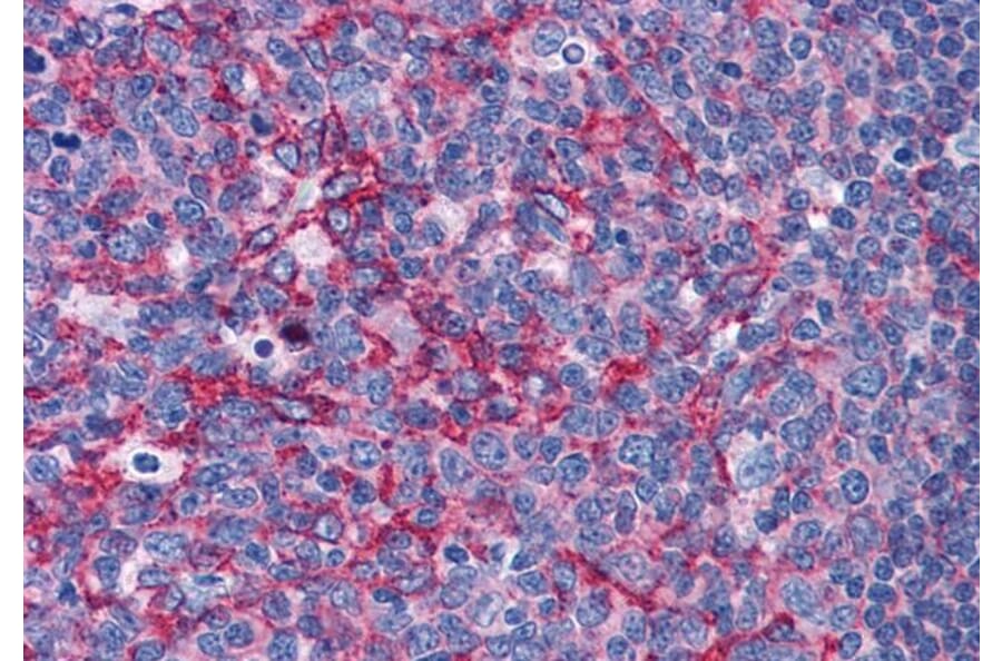 Immunohistochemistry - Anti-Flotillin 2/ESA Antibody (A83843) - Antibodies.com