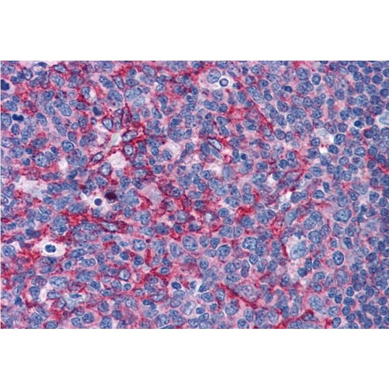 Immunohistochemistry - Anti-Flotillin 2/ESA Antibody (A83843) - Antibodies.com