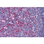 Immunohistochemistry - Anti-Flotillin 2/ESA Antibody (A83843) - Antibodies.com