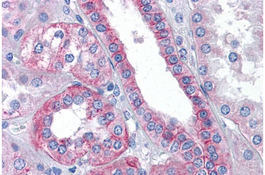 Immunohistochemistry - Anti-Flotillin 2/ESA Antibody (A83843) - Antibodies.com