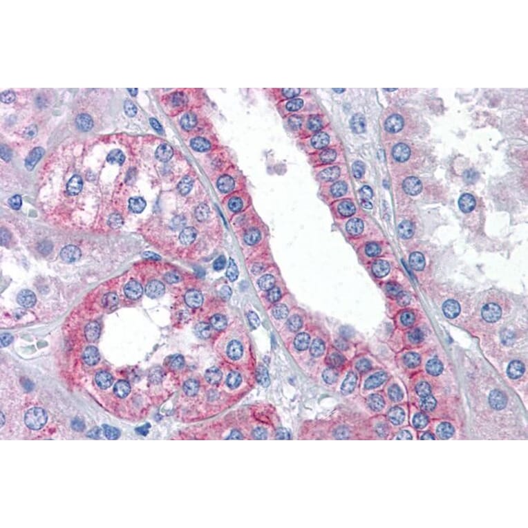 Immunohistochemistry - Anti-Flotillin 2/ESA Antibody (A83843) - Antibodies.com