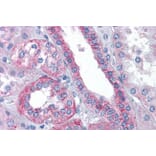 Immunohistochemistry - Anti-Flotillin 2/ESA Antibody (A83843) - Antibodies.com