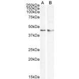 Western Blot - Anti-KLF15 Antibody (A83845) - Antibodies.com