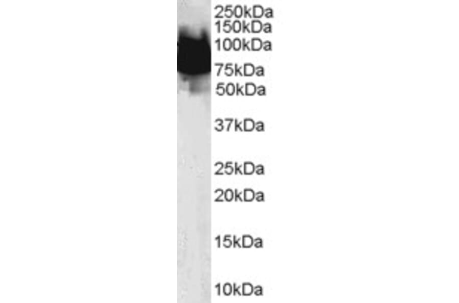 Western Blot - Anti-KLF4 Antibody (A83847) - Antibodies.com
