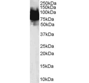 Western Blot - Anti-KLF4 Antibody (A83847) - Antibodies.com
