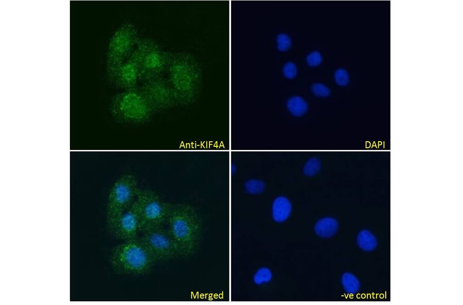 Immunofluorescence - Anti-KIF4A/KIF4 Antibody (A83849) - Antibodies.com