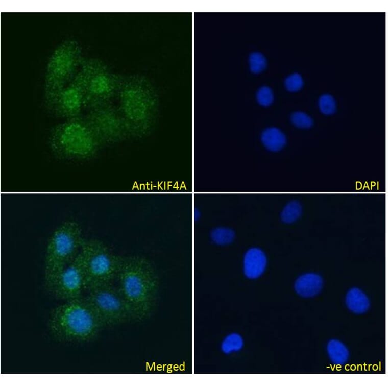 Immunofluorescence - Anti-KIF4A/KIF4 Antibody (A83849) - Antibodies.com
