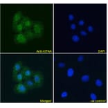Immunofluorescence - Anti-KIF4A/KIF4 Antibody (A83849) - Antibodies.com
