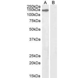 Western Blot - Anti-KIF4A Antibody (A83849) - Antibodies.com