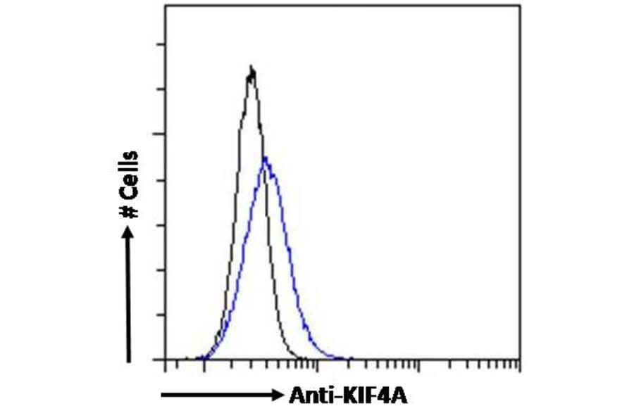 Flow Cytometry - Anti-KIF4A/KIF4 Antibody (A83849) - Antibodies.com