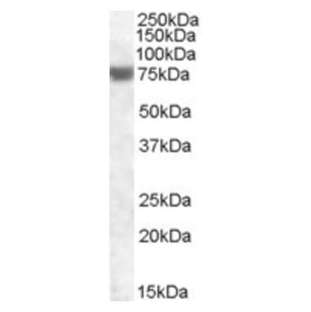 Western Blot - Anti-FEM1A Antibody (A83850) - Antibodies.com