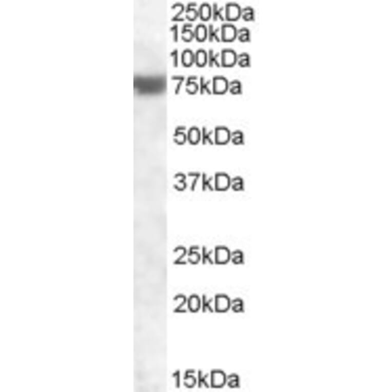 Western Blot - Anti-FEM1A Antibody (A83850) - Antibodies.com