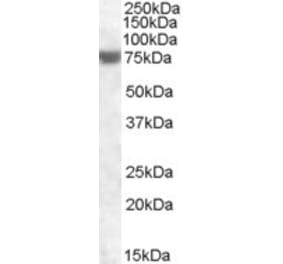 Western Blot - Anti-FEM1A Antibody (A83850) - Antibodies.com