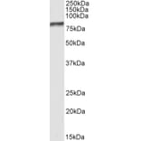 Western Blot - Anti-Bag3 Antibody (A83851) - Antibodies.com