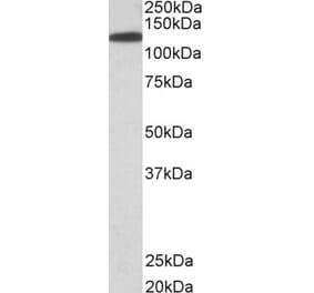 Western Blot - Anti-KIF5B Antibody (A83852) - Antibodies.com