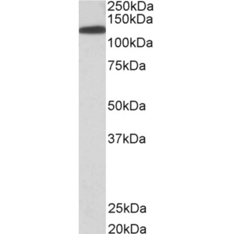 Western Blot - Anti-KIF5B Antibody (A83852) - Antibodies.com
