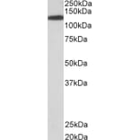 Western Blot - Anti-KIF5B Antibody (A83852) - Antibodies.com