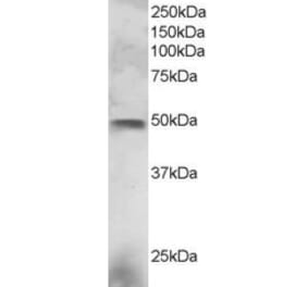 Western Blot - Anti-ESE1 Antibody (A83854) - Antibodies.com