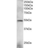 Western Blot - Anti-ESE1 Antibody (A83854) - Antibodies.com