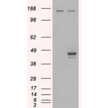 Western Blot - Anti-ESE1 Antibody (A83854) - Antibodies.com