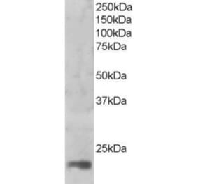 Western Blot - Anti-MAGOH Antibody (A83855) - Antibodies.com