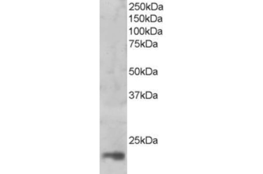 Western Blot - Anti-MAGOH Antibody (A83855) - Antibodies.com
